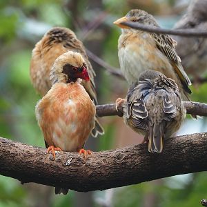 Red-billed queleas (Quelea quelea), 2022-08-20