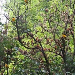 Red-billed queleas (Quelea quelea) and Black-headed weavers (Ploceus melanocephalus), 2022-08-20