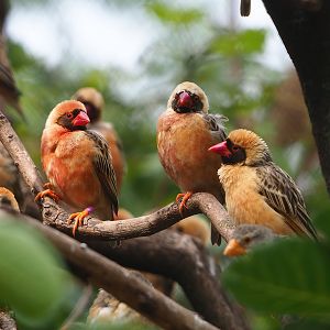 Red-billed queleas (Quelea quelea), 2022-08-20