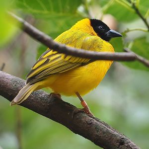 Black-headed weaver (Ploceus melanocephalus), 2022-08-20