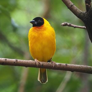 Black-headed weaver (Ploceus melanocephalus), 2022-08-20