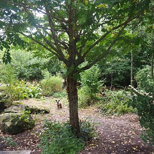 South African bat-eared fox exhibit, 2022-08-20