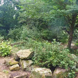 South African bat-eared fox exhibit, 2022-08-20