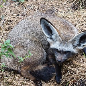 South African bat-eared fox (Otocyon megalotis megalotis), 2022-08-20