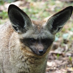 South African bat-eared fox (Otocyon megalotis megalotis), 2022-08-20