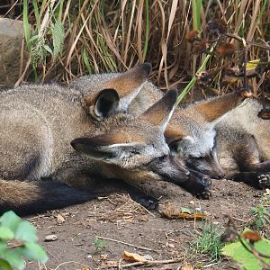 South African bat-eared foxes (Otocyon megalotis megalotis), 2022-08-20