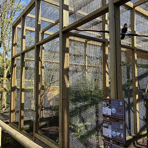 New aviary - Dudley