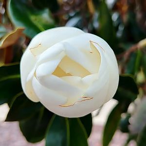 Magnificent Magnolias & Countless Critters - YouTube