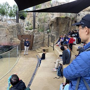 Galápagos Islands- Sea Lion Show