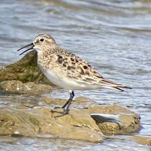 Baird’s Sandpiper