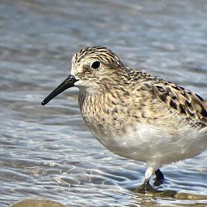 Baird’s Sandpiper