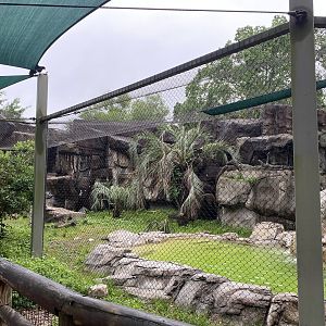 Cats, Hoofed Animals, and More- Vulture Enclosure
