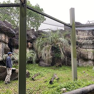 Cats, Hoofed Animals, and More- Vulture Enclosure