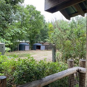 Cats, Hoofed Animals, and More- Radiated Tortoise Enclosure
