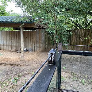 Hoofed Road- Blue Duiker, African Spurr Thighed Tortoise, and Eastern Crested Guineafowl Enclosure