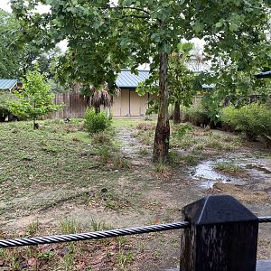 Hoofed Road- Blue Duiker, African Spurr Thighed Tortoise, and Eastern Crested Guineafowl Enclosure