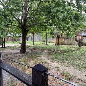 Hoofed Road- Blue Duiker, African Spurr Thighed Tortoise, and Eastern Crested Guineafowl Enclosure