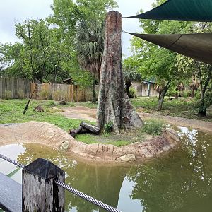 Hoofed Road- Blue Duiker, African Spurr Thighed Tortoise, and Eastern Crested Guineafowl Enclosure