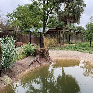 Hoofed Road- Blue Duiker, African Spurr Thighed Tortoise, and Eastern Created Guineafowl Enclosure