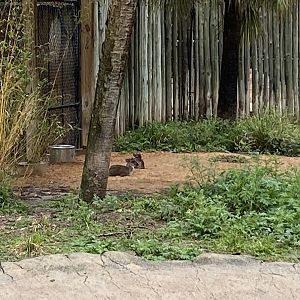 Hoofed Road- Blue Duikers