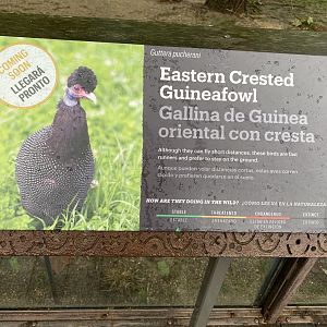 Hoofed Road- Eastern Crested Guineafowl