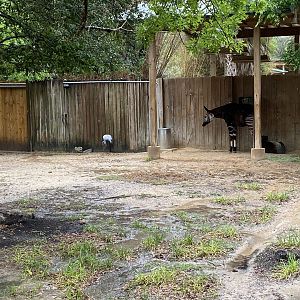 Hoofed Road- Stanley Crane, Yellow-Backed Duiker, and Okapi Enclosure