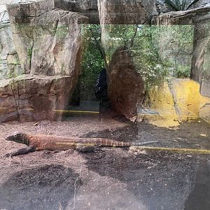 Reptile House- Komodo Dragon Enclosure