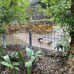 Wortham World of Primates- Chilean Flamingo Enclosure
