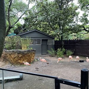 Wortham World of Primates- Chilean Flamingo Enclosure