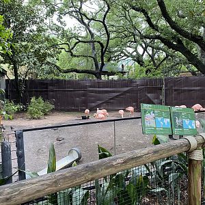 Wortham World of Primates- Chilean Flamingo Enclosure