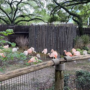 Wortham World of Primates- Chilean Flamingo Enclosure