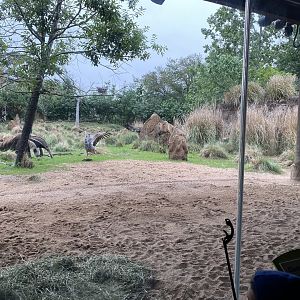 South America’s Pantanal- Crested Screamer Vs. Giant Anteater