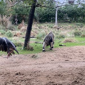 South America’s Pantanal- Crested Screamed Vs. Giant Anteater