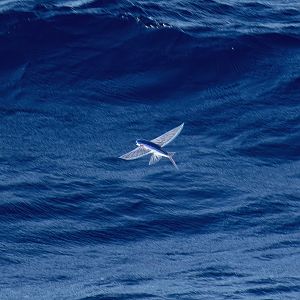 Flying Fish