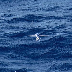 Flying Fish