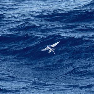 Flying Fish