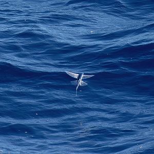 Flying Fish