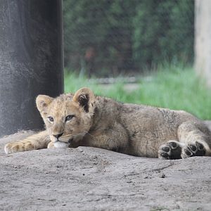 Lion Cub