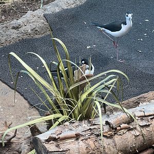 Black-necked stilt