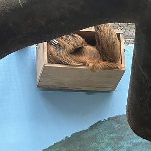 Vlad the male Two-toed Sloth
