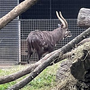 Waylon the male Sitatunga