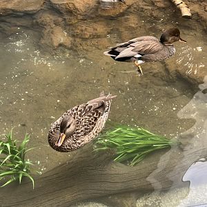 Canvasback and Redhead