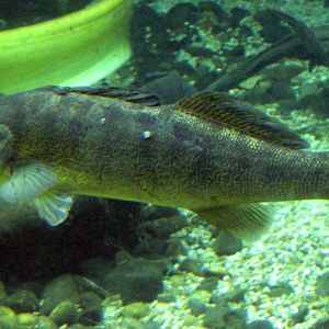 European pike-perch (Sander lucioperca)