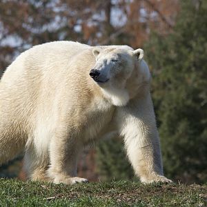 Polar Bear/ Ursus maritimus