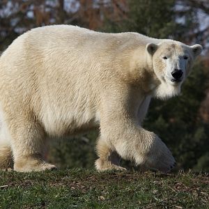 Polar Bear/ Ursus maritimus