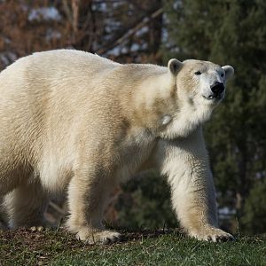 Polar Bear/ Ursus maritimus