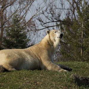 Polar Bear/ Ursus maritimus