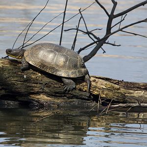 Blanding's Turtle/ Emydoidea blandingii
