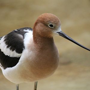 American Avocet (Recurviostra americana)