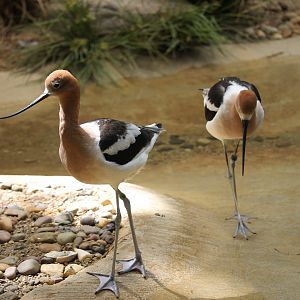 American Avocets
